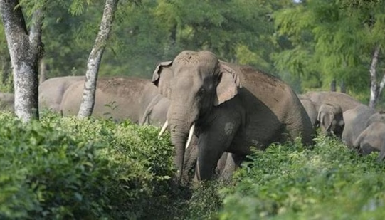 Wayanad landslide survivors urged elephant to spare them: ‘Could see eyes welling up’